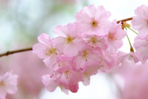 Top Cele Mai Frumoase Tipuri Specii De Flori Din Lume