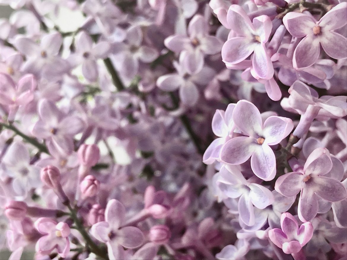lavanda poze artistice